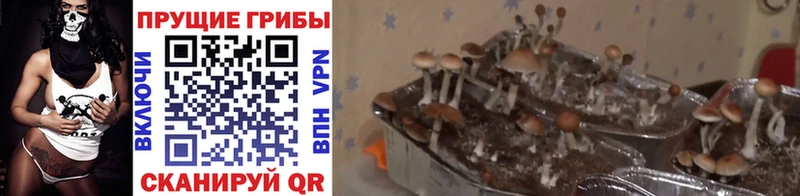 Галлюциногенные грибы Psilocybine cubensis  Удачный 